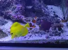 [TodoMarino.com] Vendo lote peces todos juntos , no envio