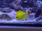[TodoMarino.com] Vendo lote peces todos juntos , no envio