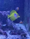 [TodoMarino.com] Vendo lote peces todos juntos , no envio
