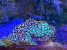 [TodoMarino.com] Se vende colonia zoanthus premium sobre esqueleto tridacna