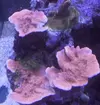 [TodoMarino.com] El Reef de Little