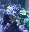 [TodoMarino.com] El Reef de Little