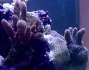[TodoMarino.com] El Reef de Little