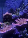 [TodoMarino.com] El Reef de Little