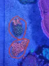 [TodoMarino.com] Zoanthus de Almeria