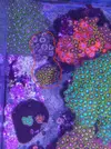 [TodoMarino.com] Zoanthus de Almeria
