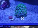 [TodoMarino.com] Zoanthus de Almeria