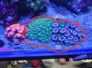 [TodoMarino.com] Zoanthus de Almeria