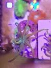 [TodoMarino.com] Euphyllia glabrescens holy grail