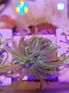 [TodoMarino.com] Euphyllia glabrescens holy grail