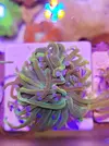 [TodoMarino.com] Euphyllia glabrescens holy grail