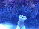 [TodoMarino.com] Coral salvaje!!!!cuidado