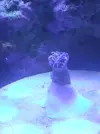 [TodoMarino.com] Coral salvaje!!!!cuidado