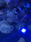 [TodoMarino.com] Euphyllia glabrescens holy grail