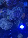 [TodoMarino.com] Euphyllia glabrescens holy grail