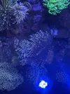 [TodoMarino.com] Euphyllia glabrescens holy grail