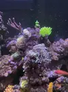 [TodoMarino.com] Euphyllia glabrescens holy grail