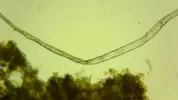 [TodoMarino.com] Ayuda para identificar ¿alga?