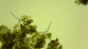 [TodoMarino.com] Ayuda para identificar ¿alga?