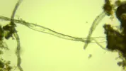 [TodoMarino.com] Ayuda para identificar ¿alga?