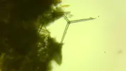 [TodoMarino.com] Ayuda para identificar ¿alga?