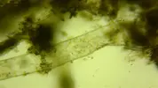 [TodoMarino.com] Ayuda para identificar ¿alga?