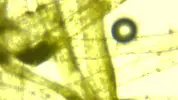 [TodoMarino.com] Ayuda para identificar ¿alga?