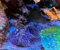 [TodoMarino.com] Euphyllia glabrescens holy grail