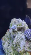 [TodoMarino.com] Coral goniopara