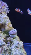 [TodoMarino.com] Coral goniopara