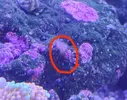 [TodoMarino.com] ¿propagación de pocillopora?