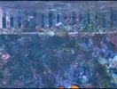 [TodoMarino.com] ¿propagación de pocillopora?