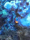 [TodoMarino.com] Especie de volcan