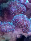 [TodoMarino.com] ¿propagación de pocillopora?