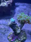 [TodoMarino.com] Primer Acuario Marino