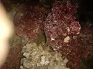 [TodoMarino.com] vendo roca