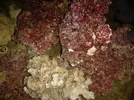 [TodoMarino.com] vendo roca