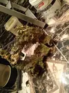 [TodoMarino.com] vendo roca