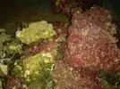 [TodoMarino.com] vendo roca