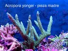 [TodoMarino.com] Vendo esquejes Acropora, Euphyllia