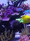 [TodoMarino.com] Hepatus XL, Halichoeres Marginatus, Scopas