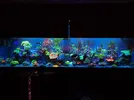 [TodoMarino.com] OFERTÓN Vendo Acuario