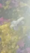 [TodoMarino.com] Que es eso?