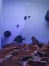 [TodoMarino.com] Hepatus XL, Halichoeres Marginatus, Scopas
