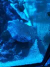 [TodoMarino.com] Más sobre Sarcophyton
