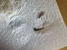 [TodoMarino.com] Encontrado en cambio de agua
