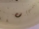 [TodoMarino.com] Encontrado en cambio de agua