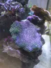 [TodoMarino.com] Más sobre Sarcophyton