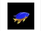 [TodoMarino.com] Regalo peces