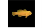 [TodoMarino.com] Regalo peces